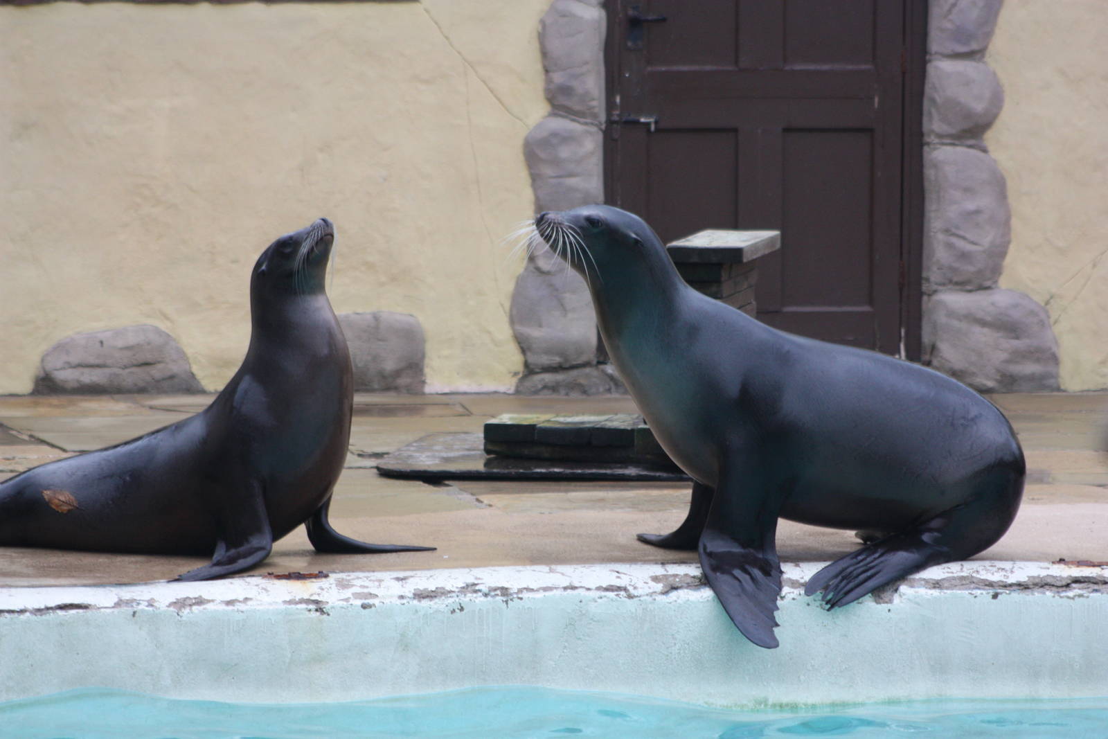 Californian Sealions, 22nd December 2014