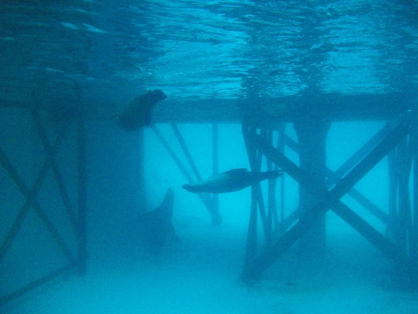 Californian Sealions 27th December 2012