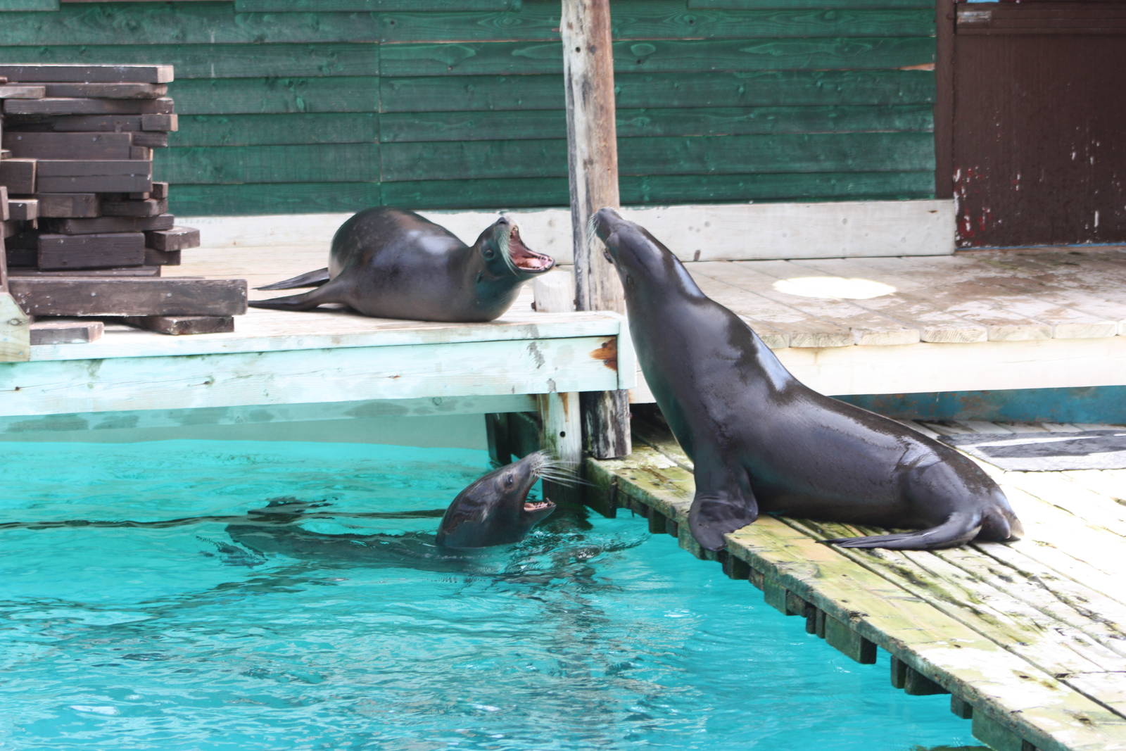 Californian Sealions, 4th August 2014