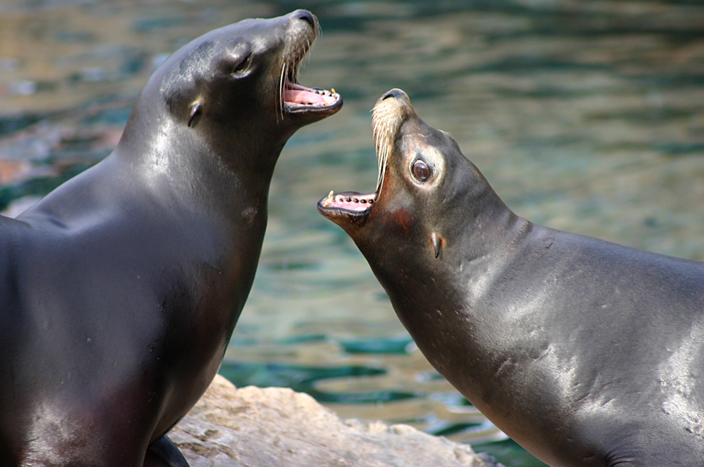 Californian Sealions at SeaWorld Orlando 20/03/05