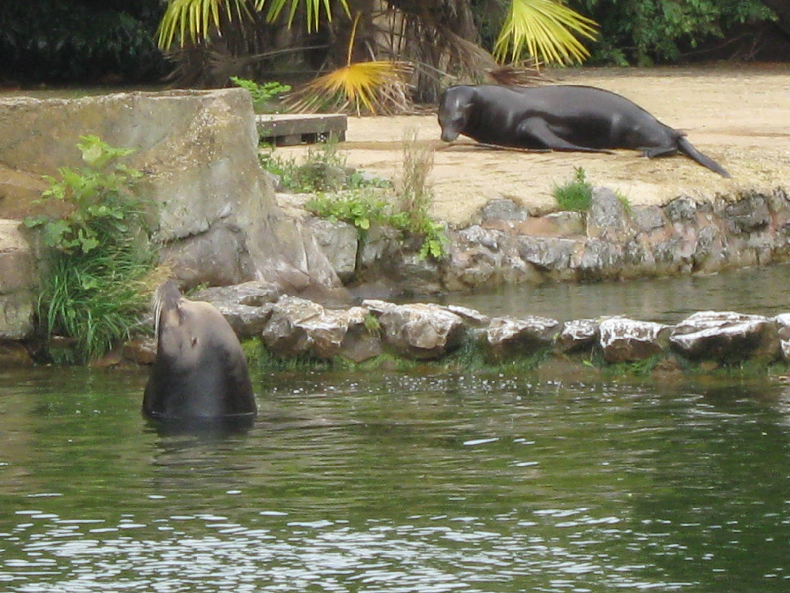 Californian Sealions - August 2009