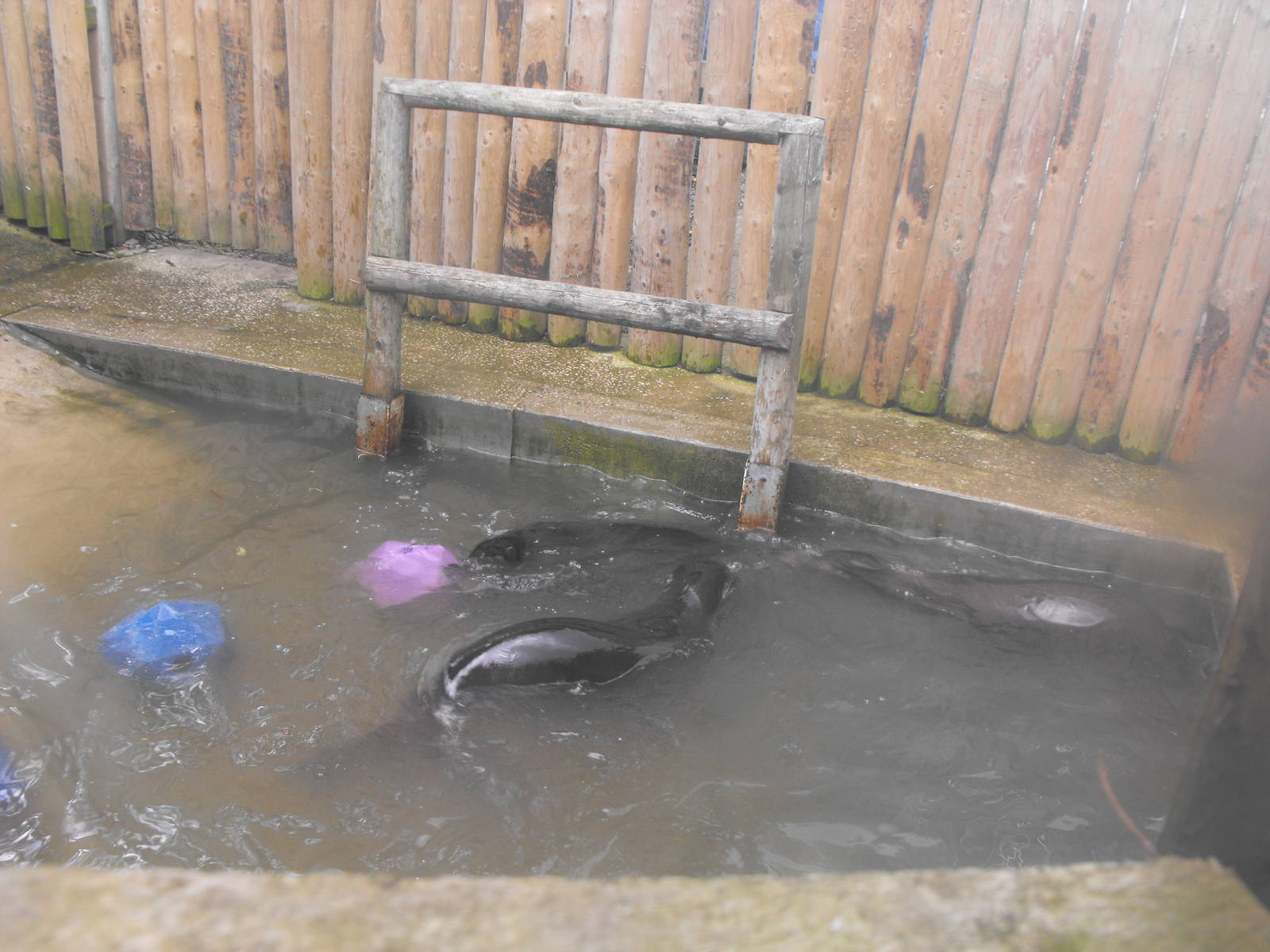Californian Sealions In Quarantine