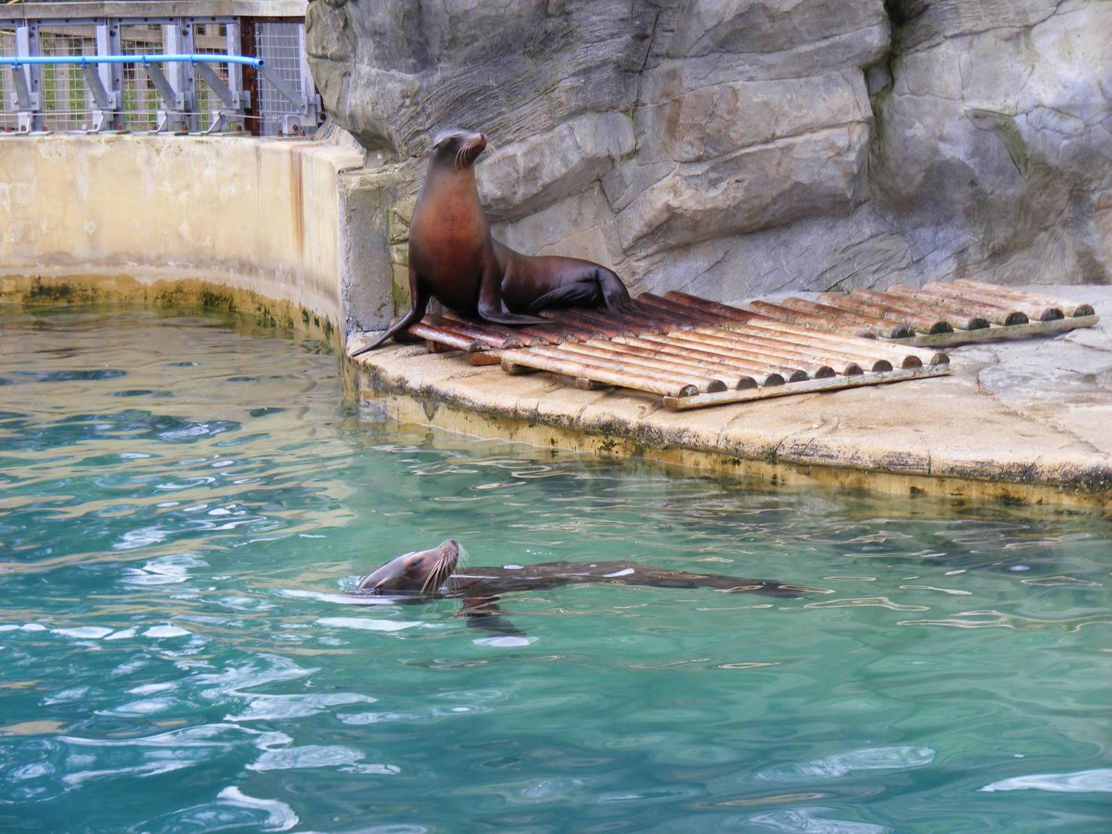 Californian Sealions in Sea Lion Cove exhibit at Woburn Safari Park, 28 Feb
