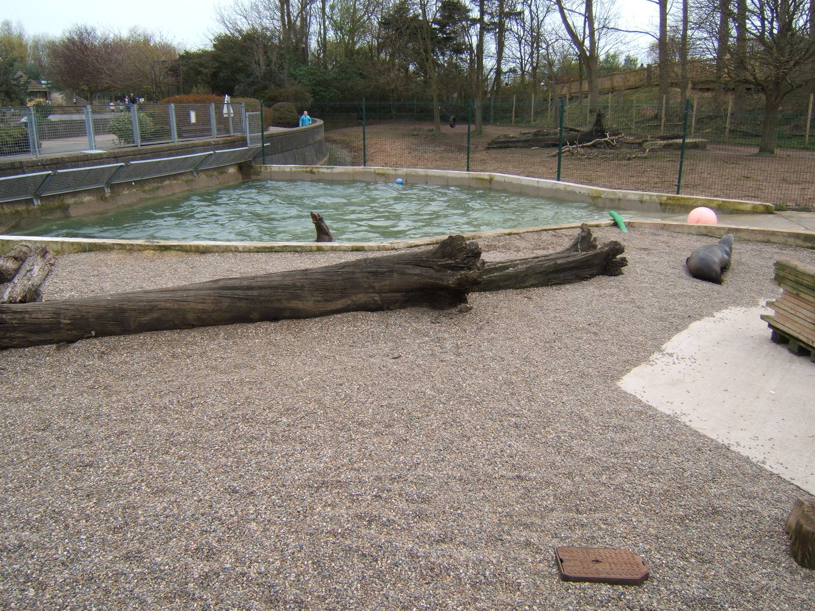 Californian Sealions in theTapir pool