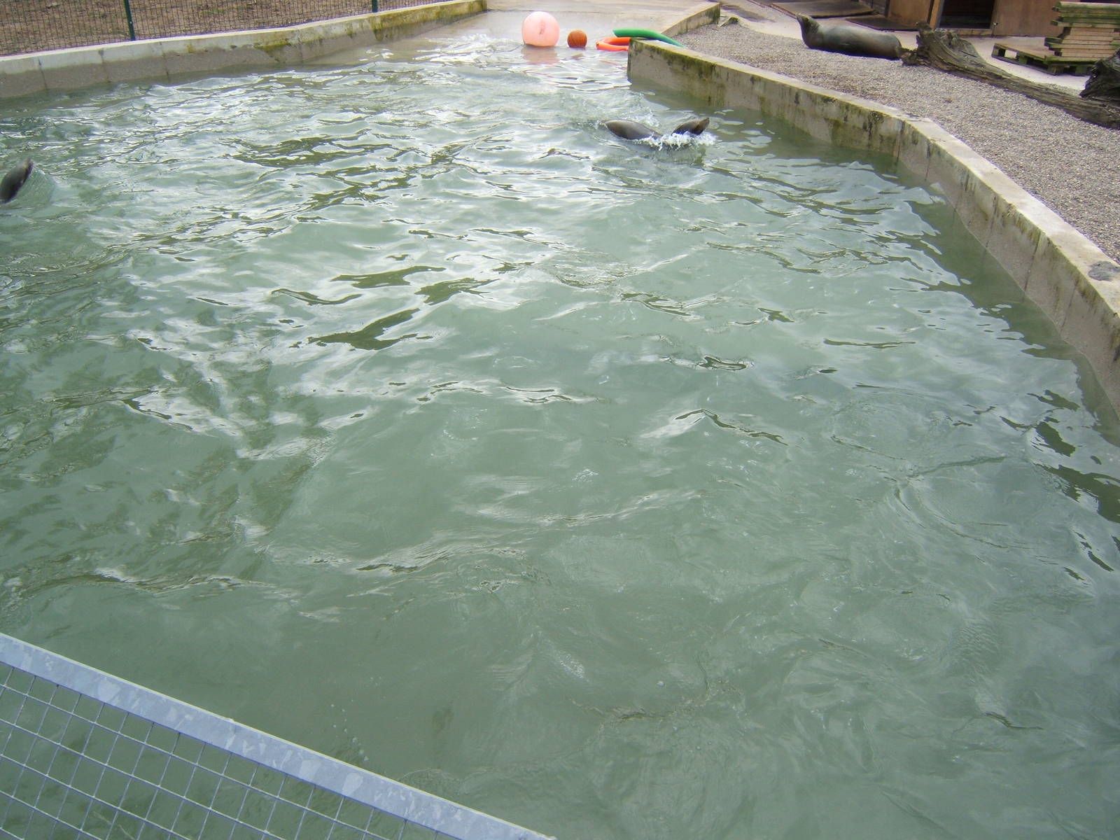 Californian Sealions in theTapir pool