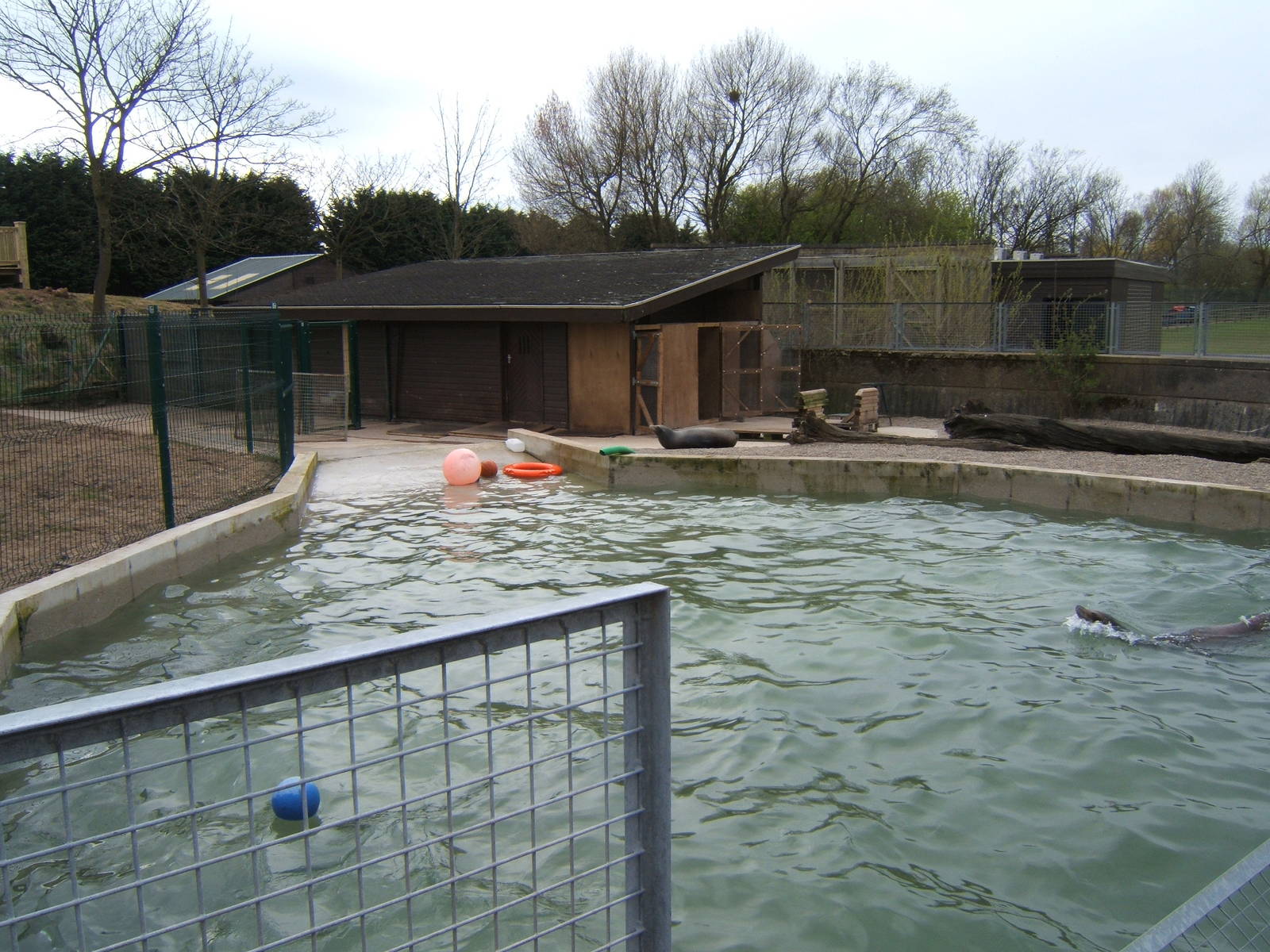 Californian Sealions in theTapir pool