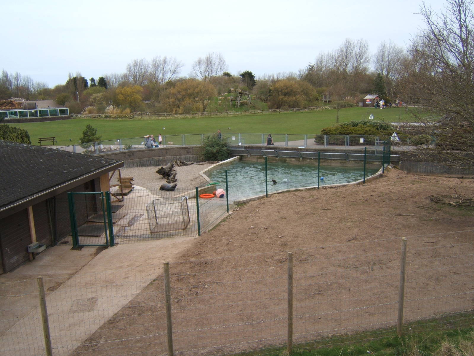 Californian Sealions in theTapir pool