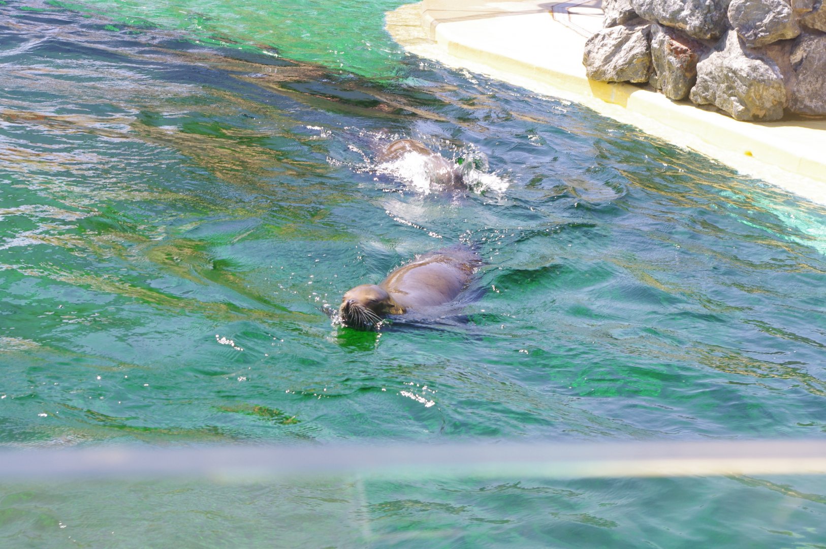 Californian Sealions- Sea Lion Bay- 3/6/2022