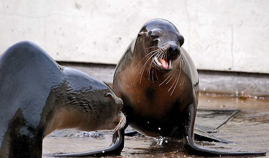 Californian Sealions