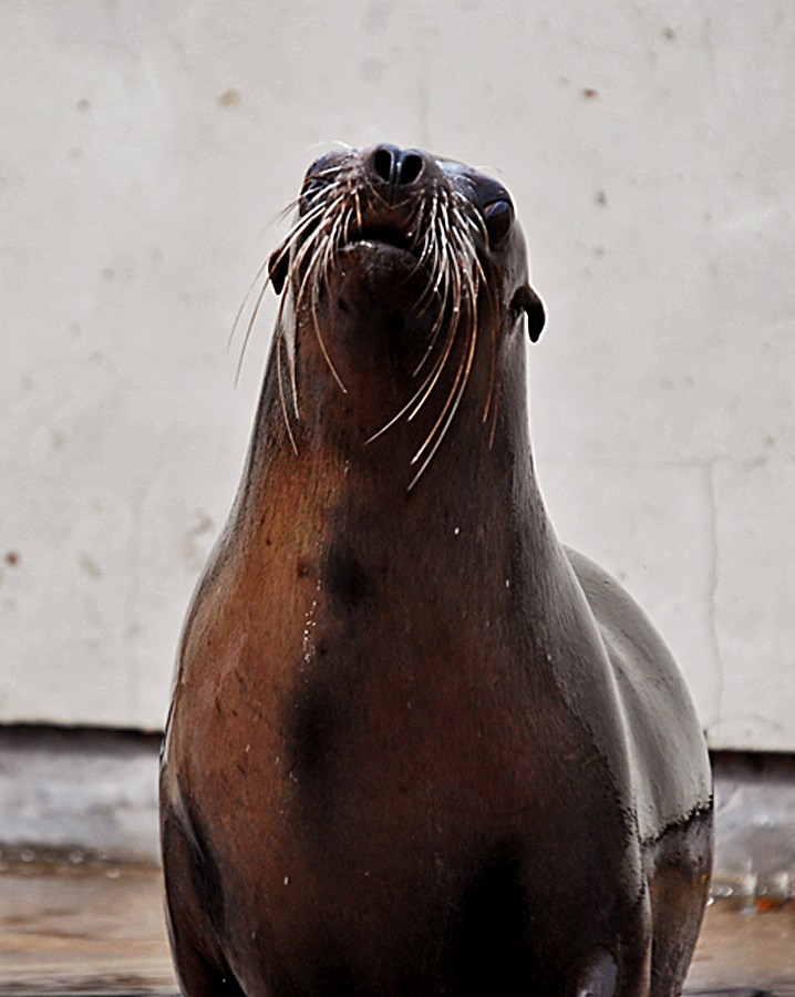 Californian Sealions
