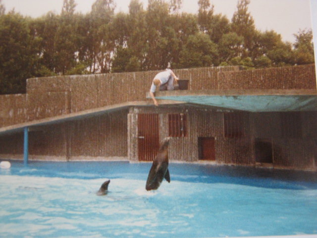 Californian Sealions