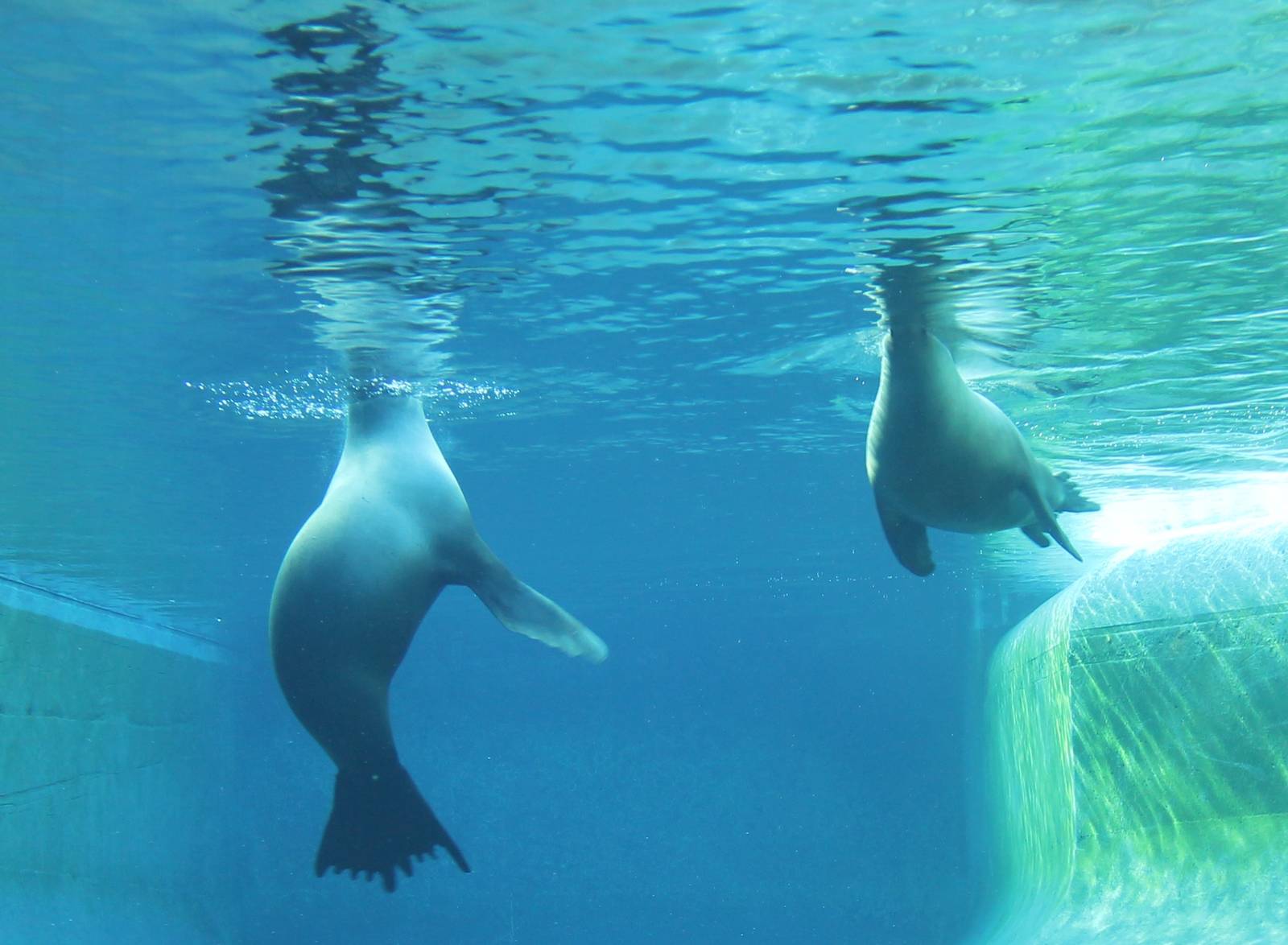 Californian sealions