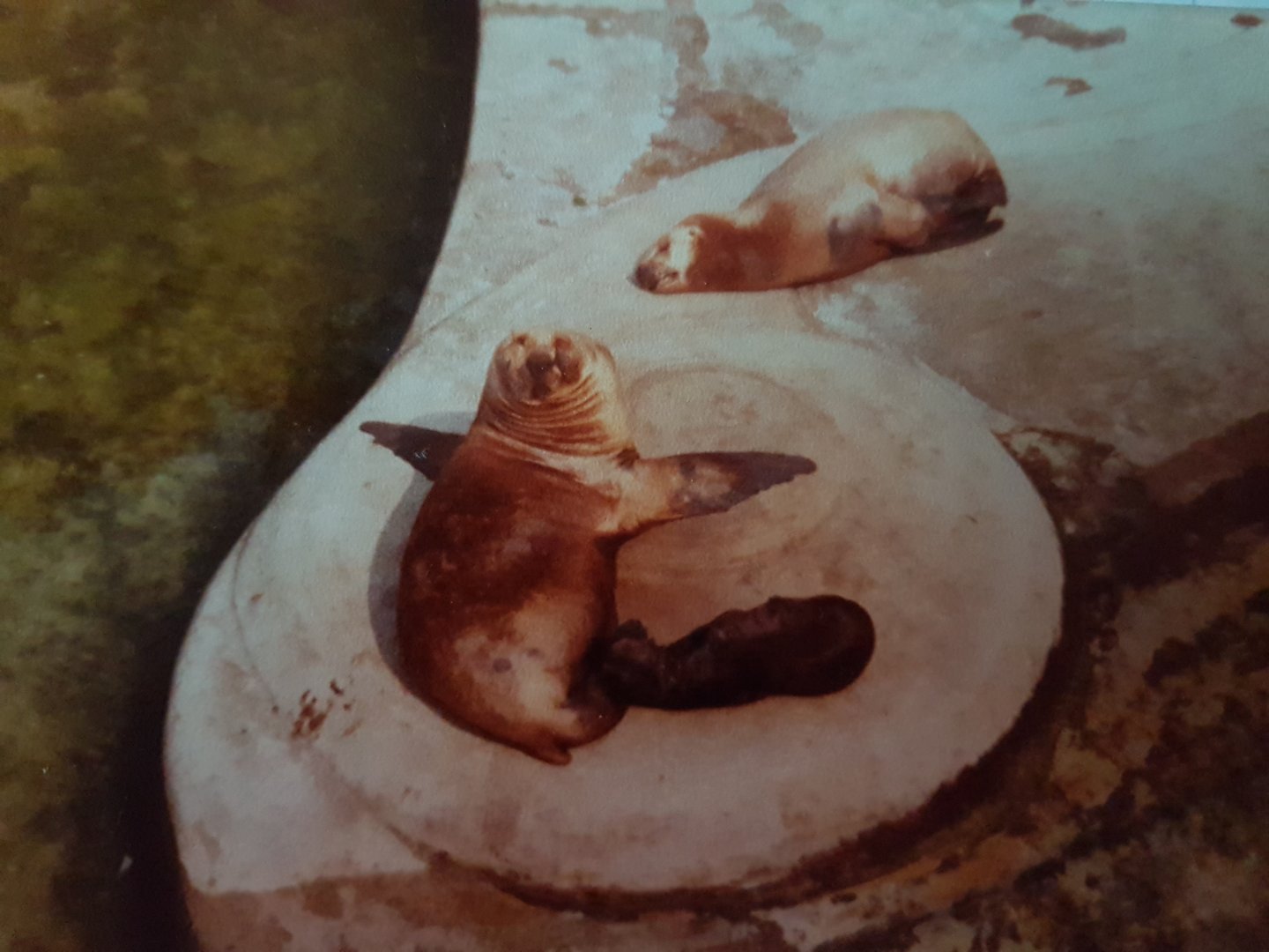 Californian Sealions