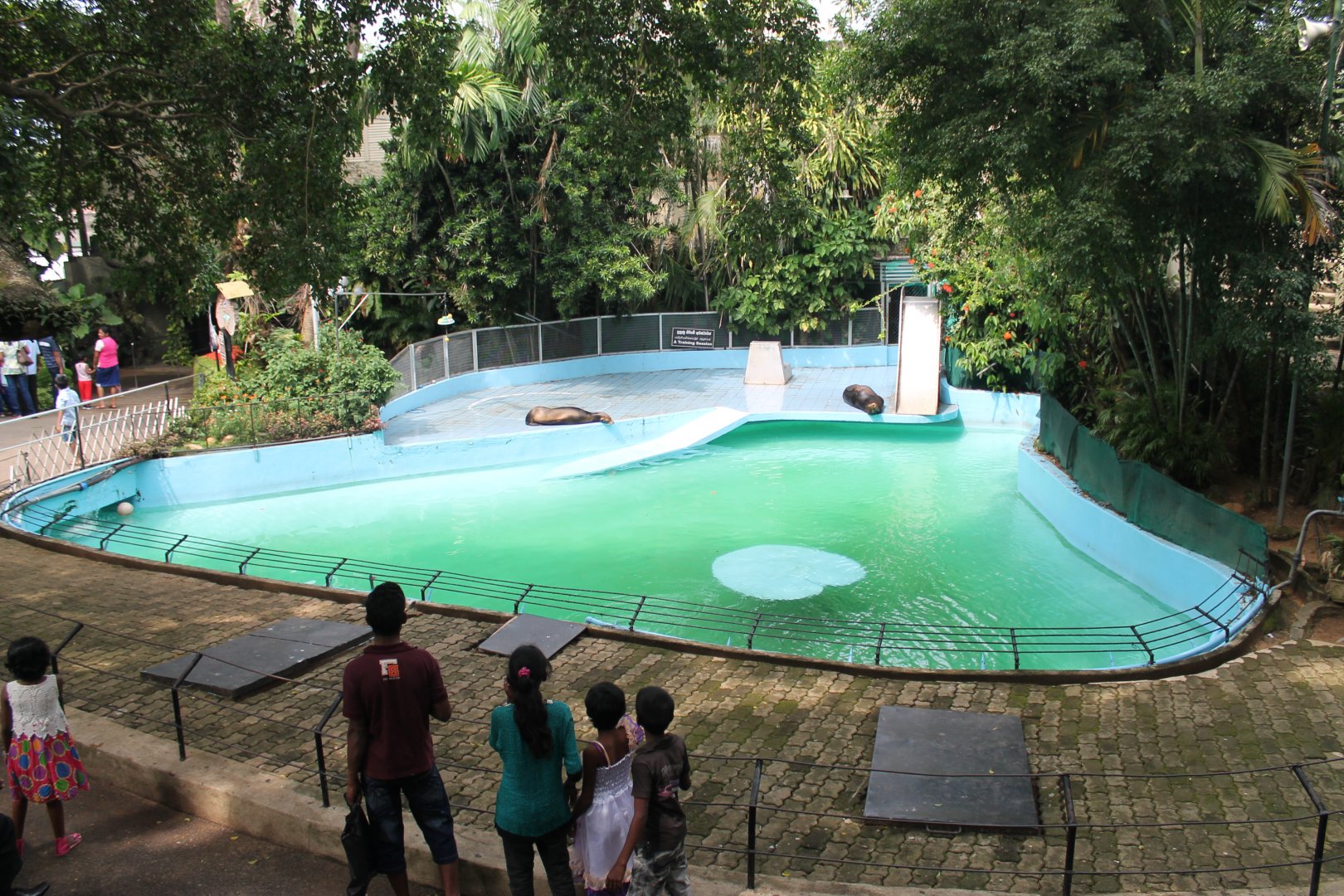 Californian Sealions