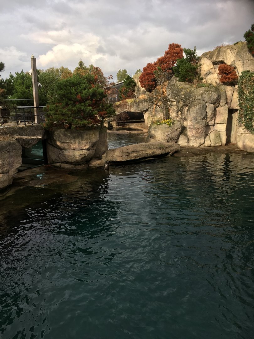 Californian Sean lion enclosure