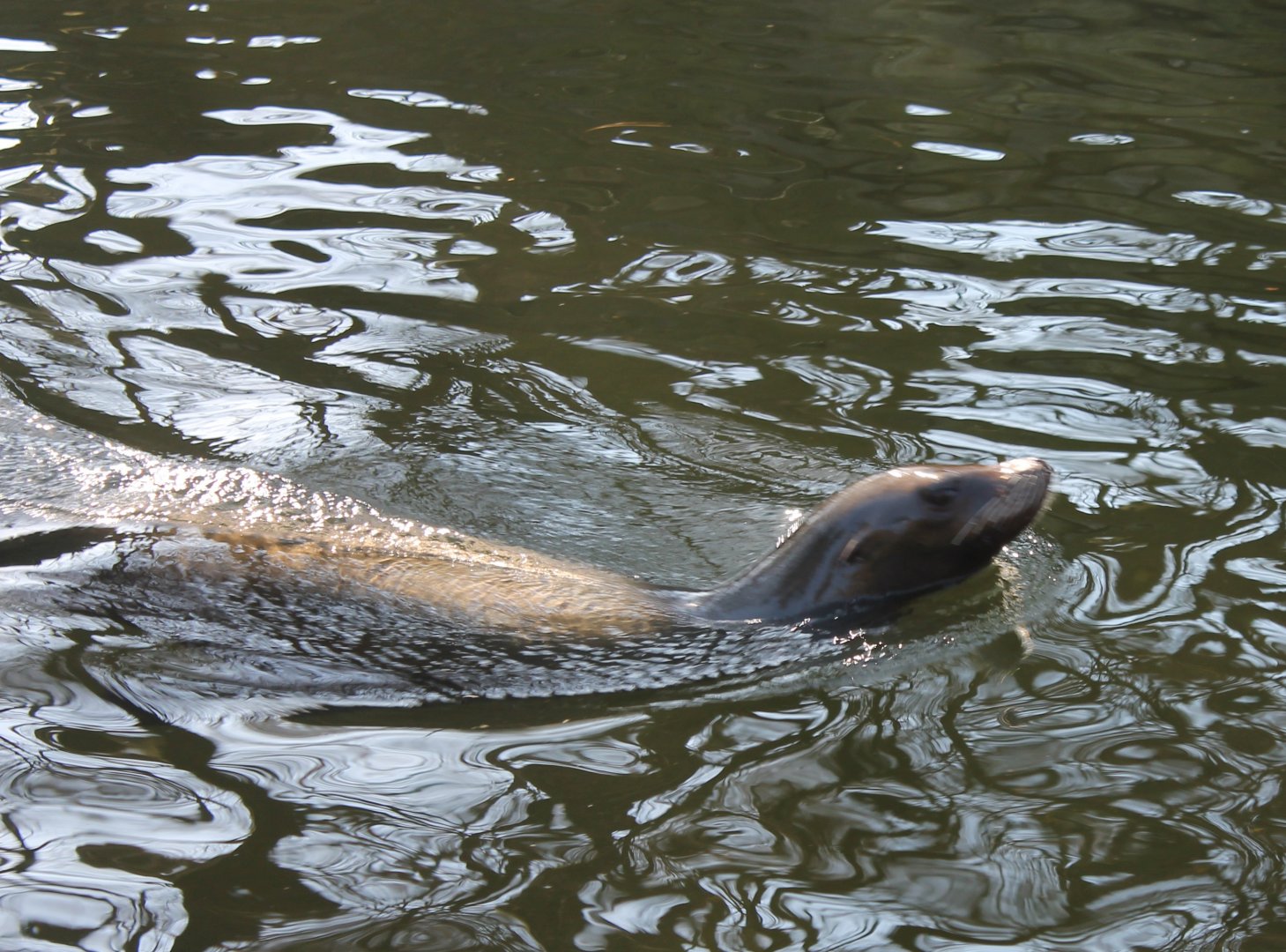 Californian see-lion
