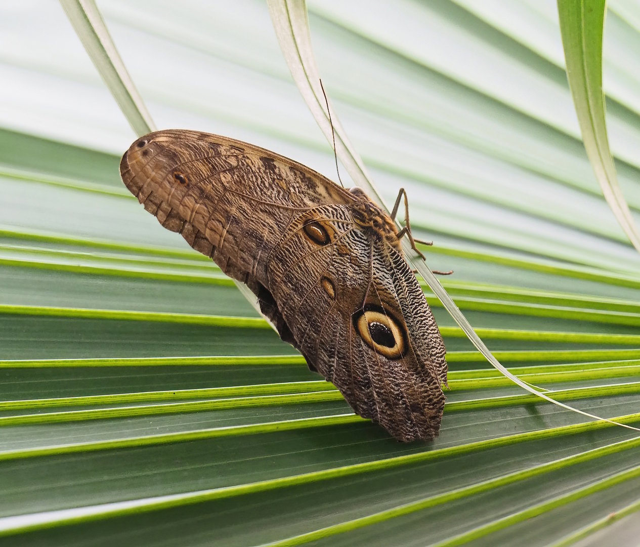 Caligo atreus, 2023-10-07