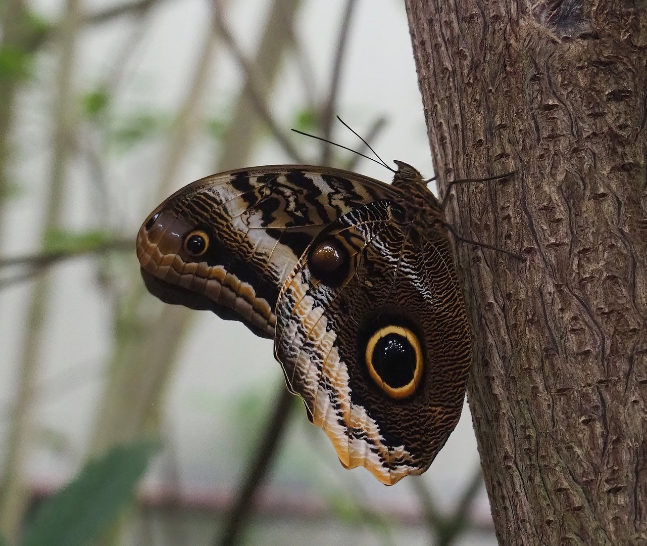 Caligo atreus, 2023-10-07