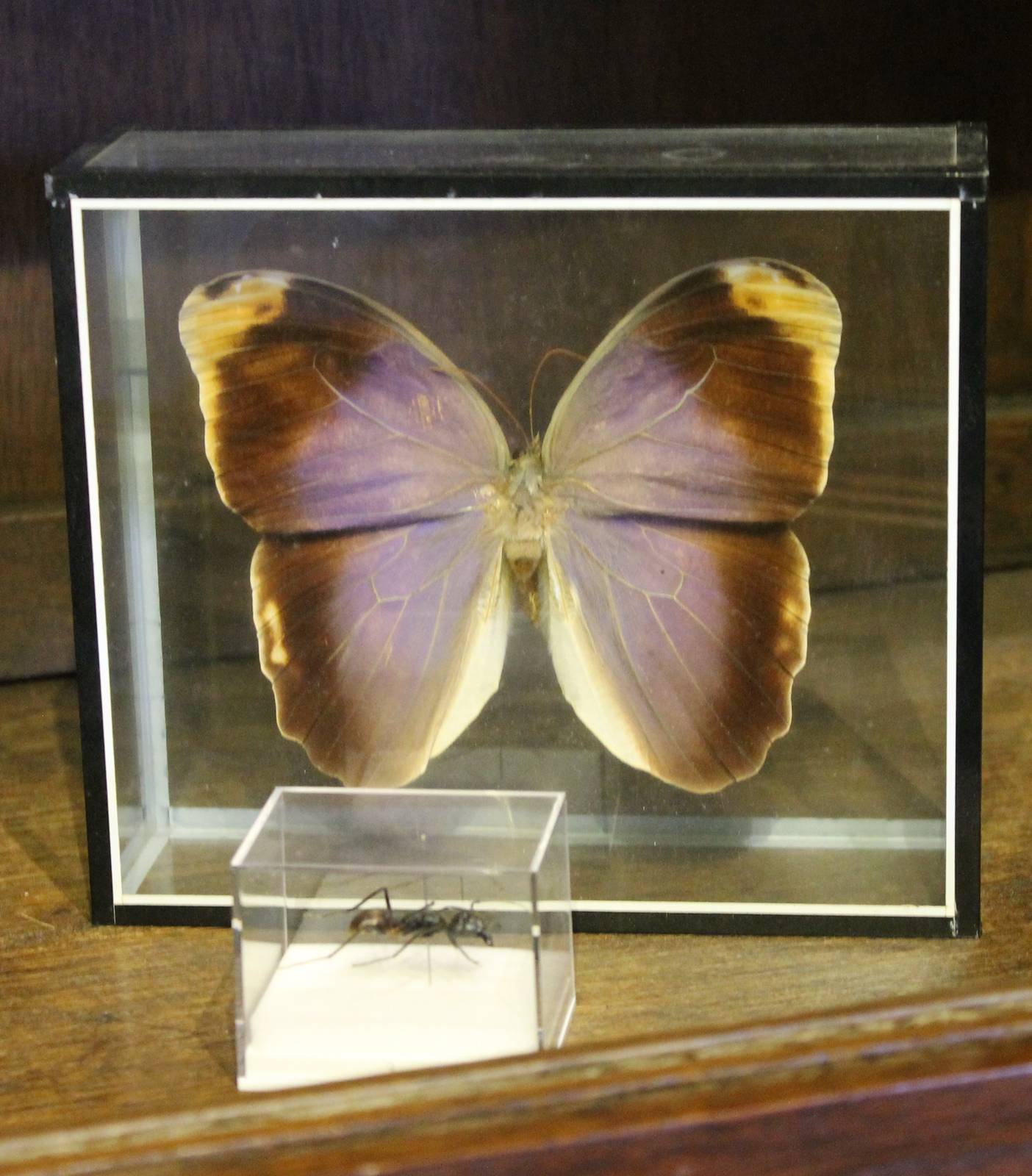 Caligo baltrao and Ant specimen