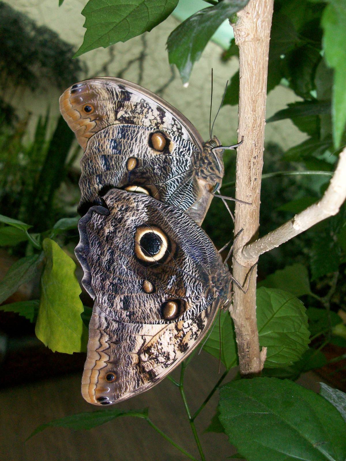 Caligo memnon mating