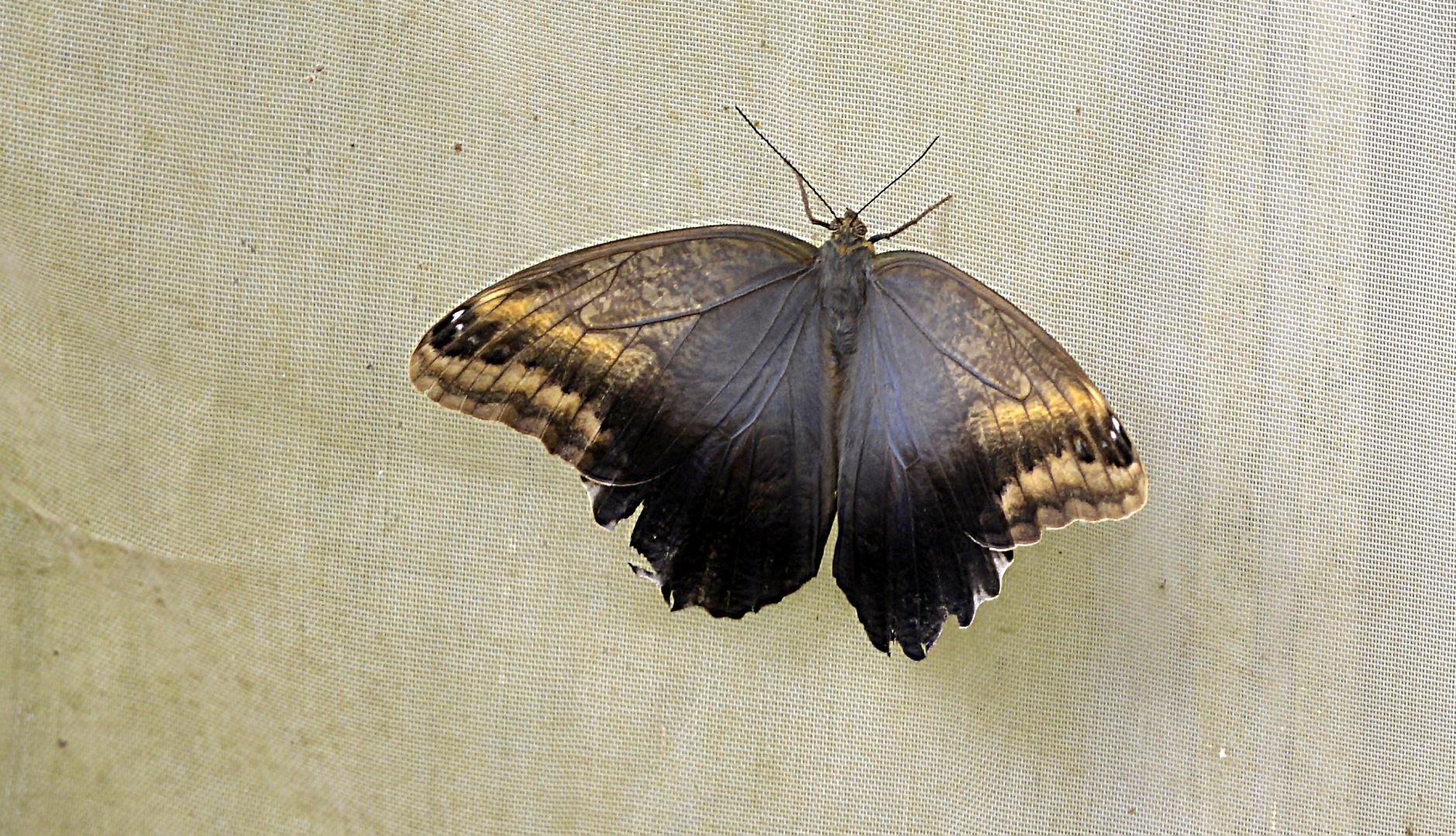 Caligo memnon upper side