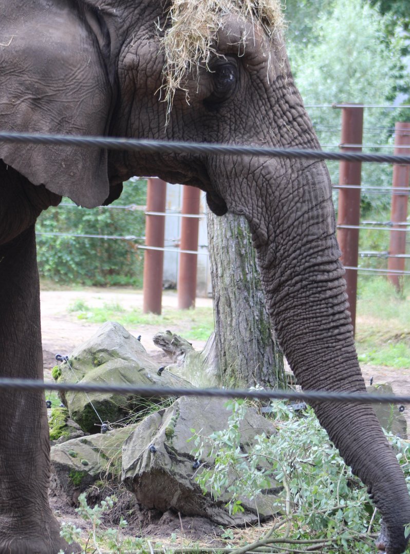 Calimero - Beekse Bergens African elephant-bull