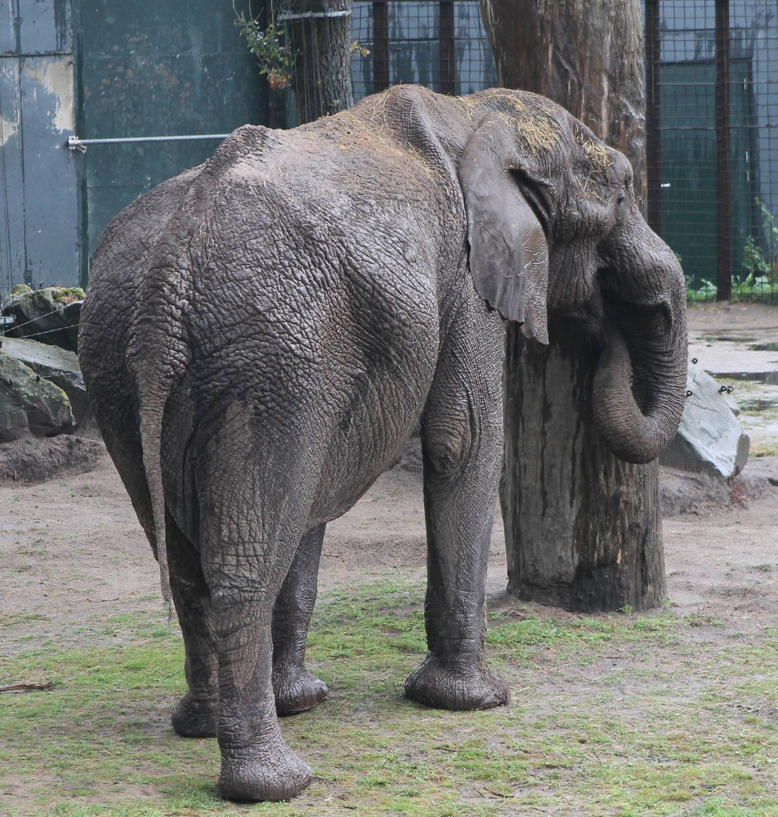 Calimero, bull african elephant at Beekse Bergen