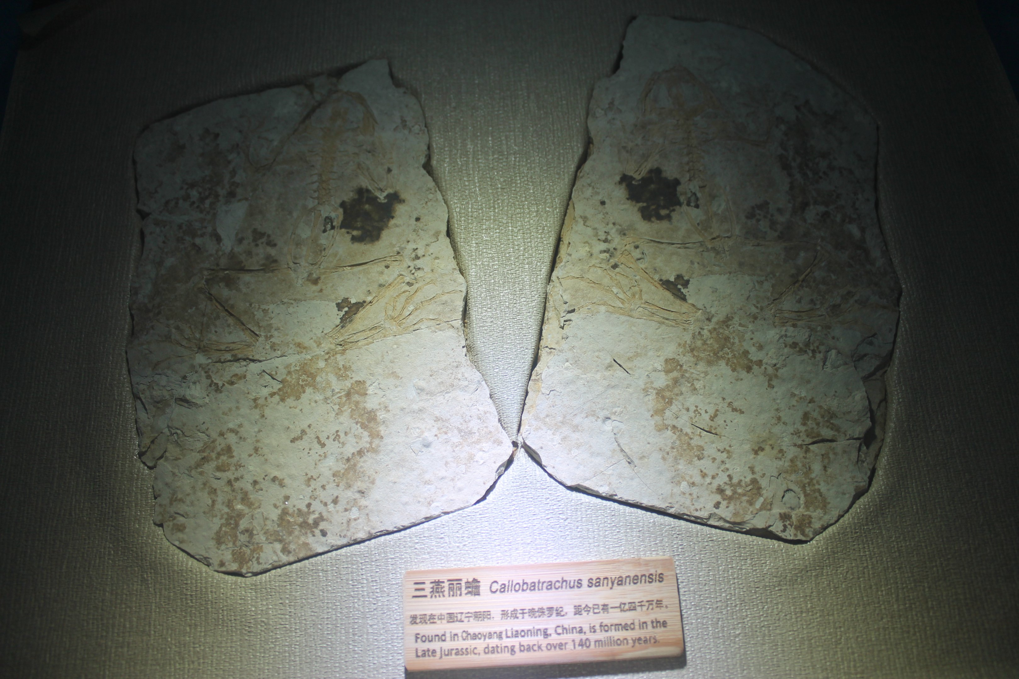 Caliobatrachus sanyanensis - Shaanxi Nature Museum