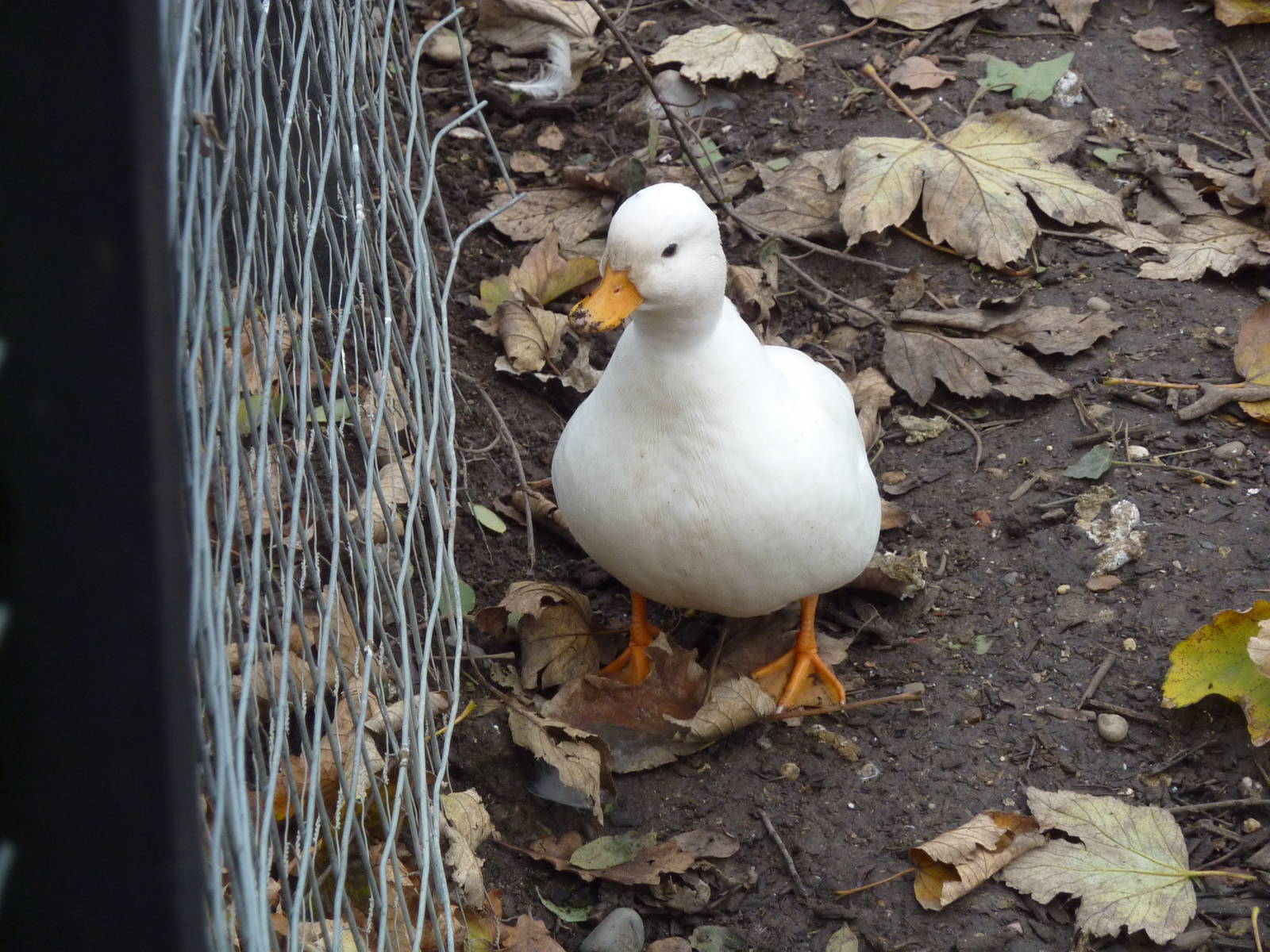 Call duck, 6th November 2012.