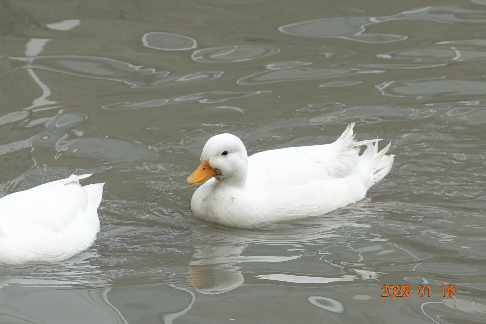 Call Duck (Anas platyrhynchos f. domestica)