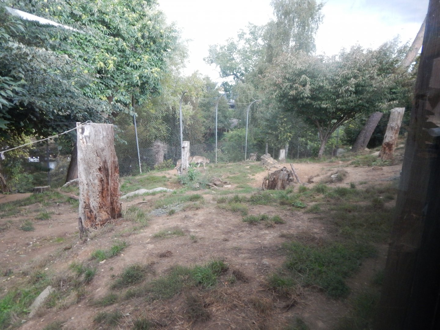 Call of the Wild - Eurasian wolf enclosure 110925