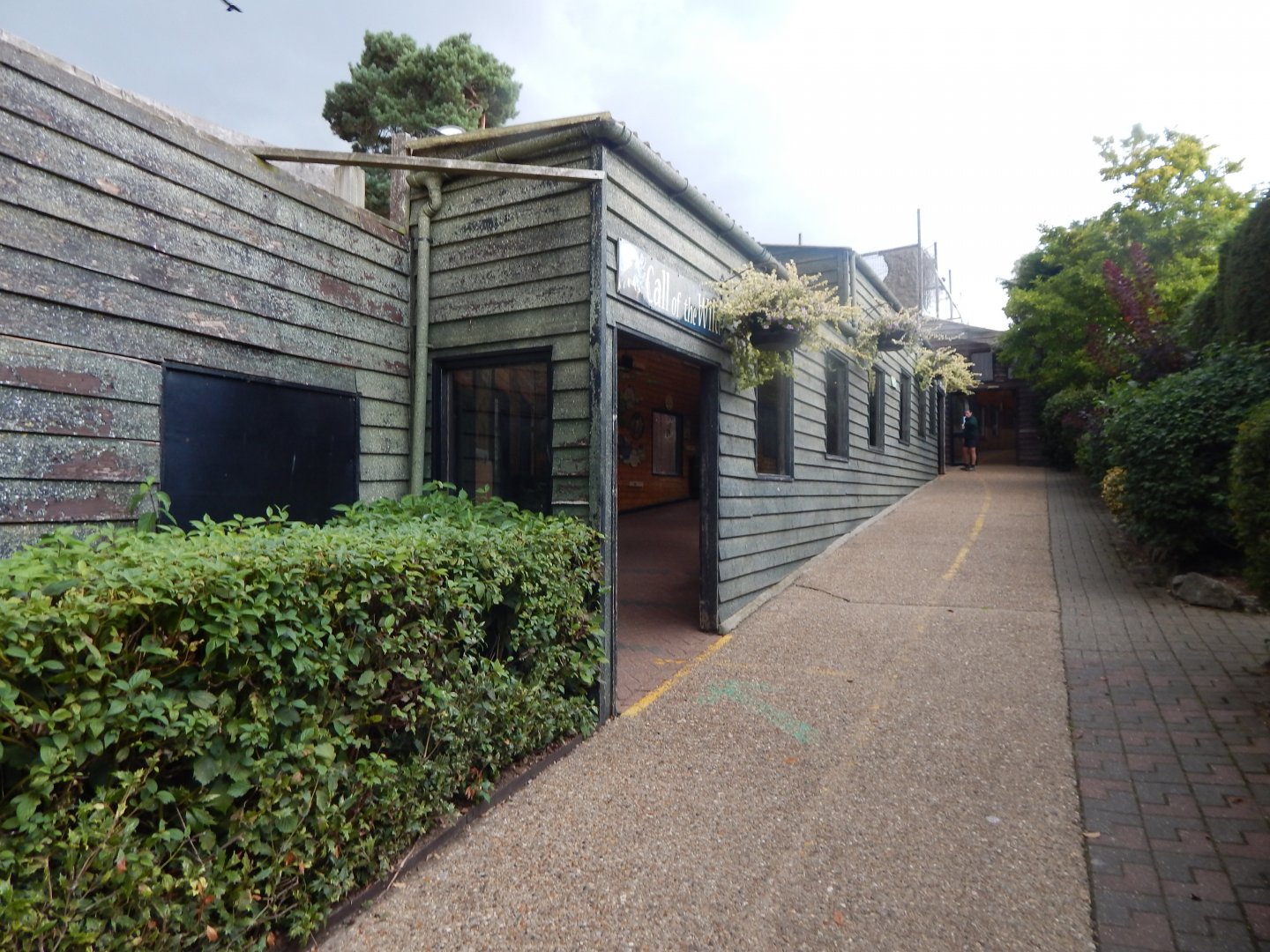 Call of the Wild - Eurasian wolf viewing area 110925