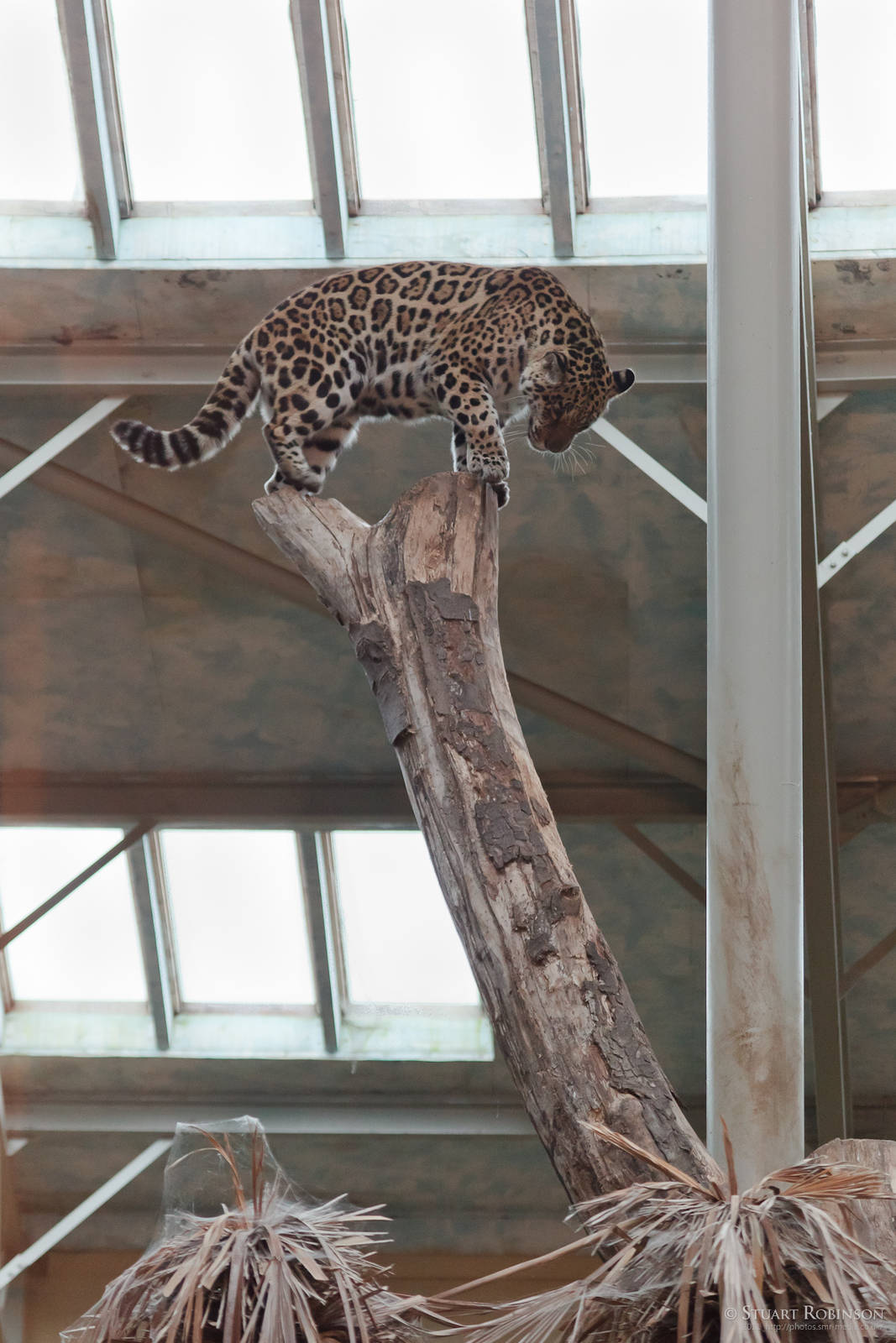 Call the Fire Brigade - Spirit of the Jaguar - 22/01/2011