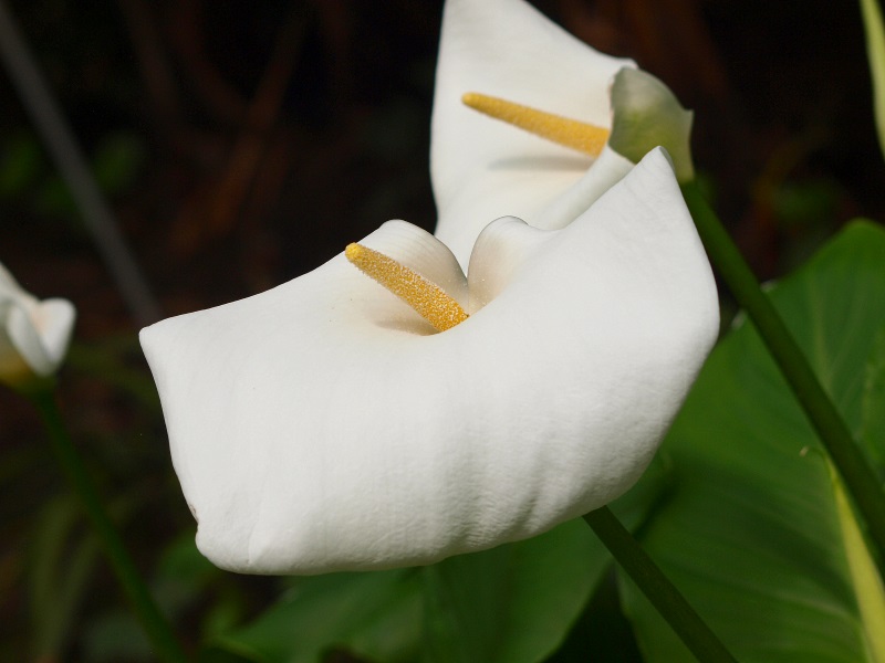 Calla flower (April 19th, 2015)