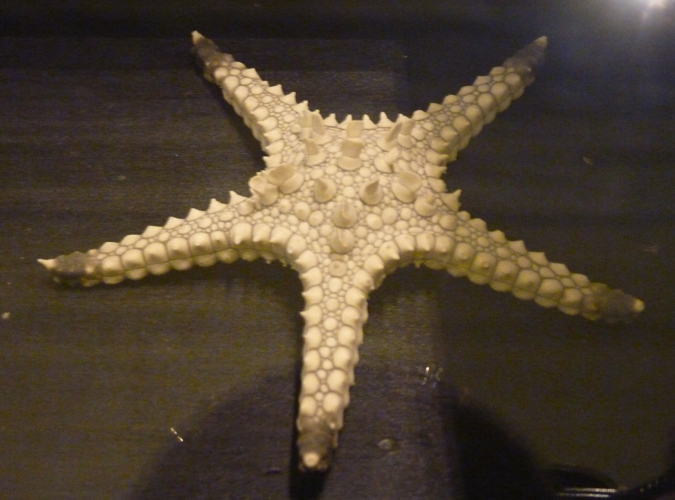 Calliaster regenerator (preserved specimen)