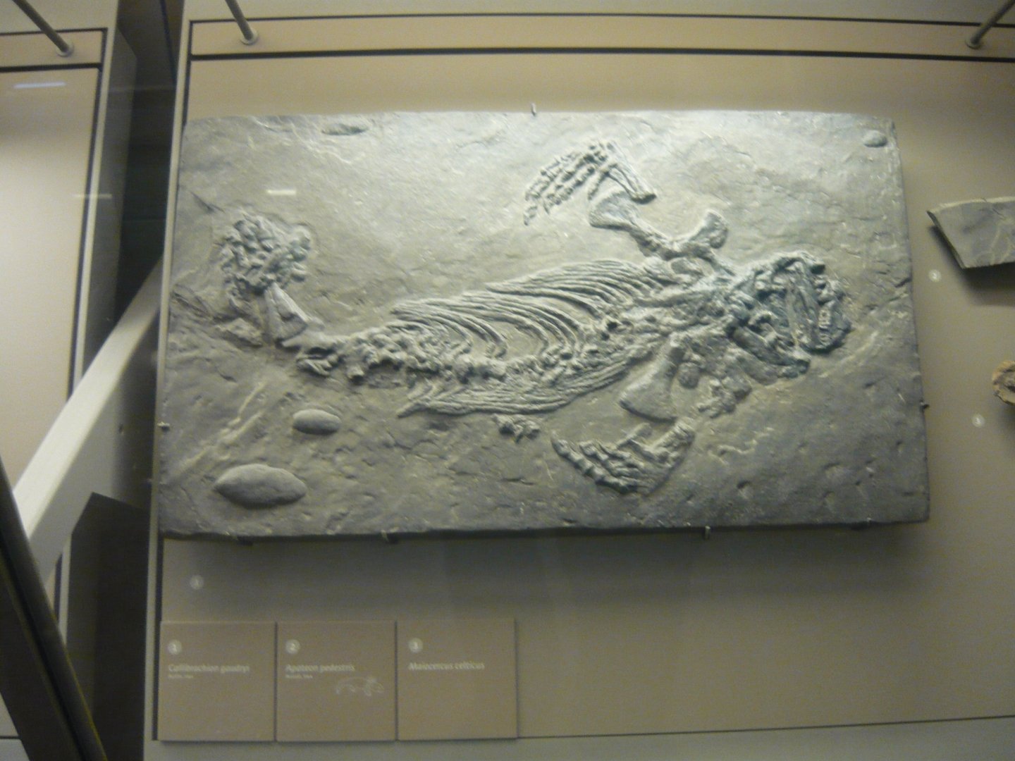 Callibrachion gaudryi