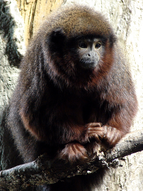 Callicebus cupreus cupreus / Red Titi