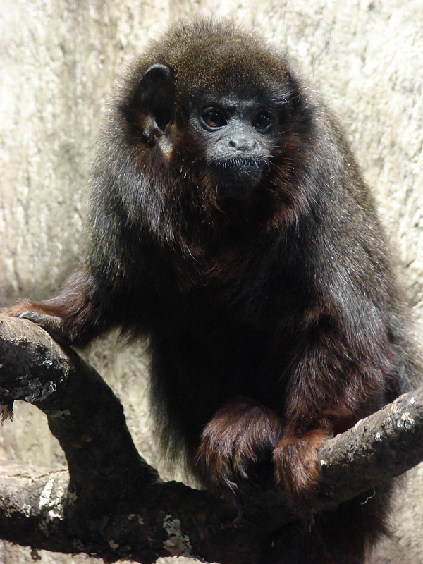 Callicebus cupreus cupreus / Red Titi