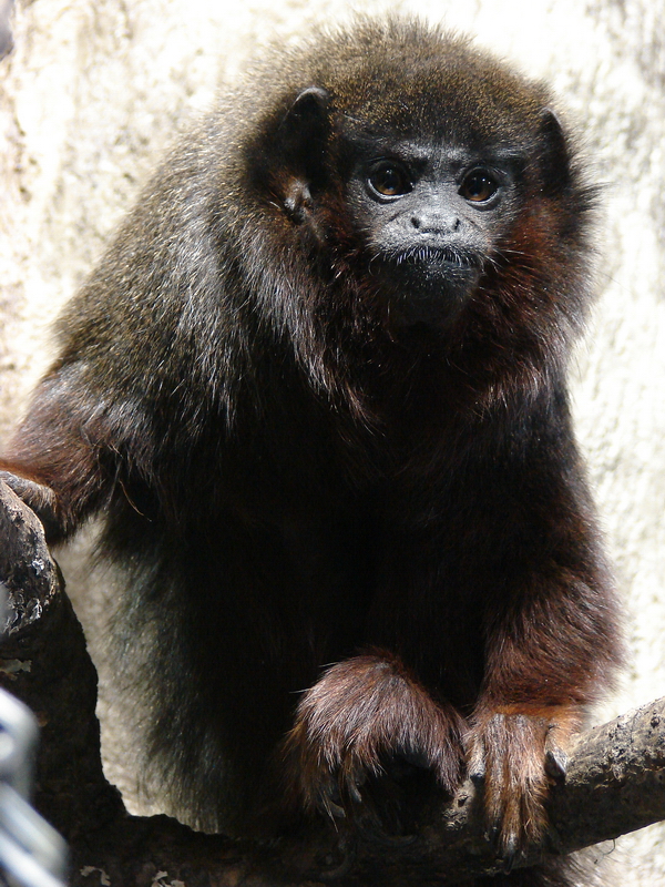 Callicebus cupreus cupreus / Red Titi