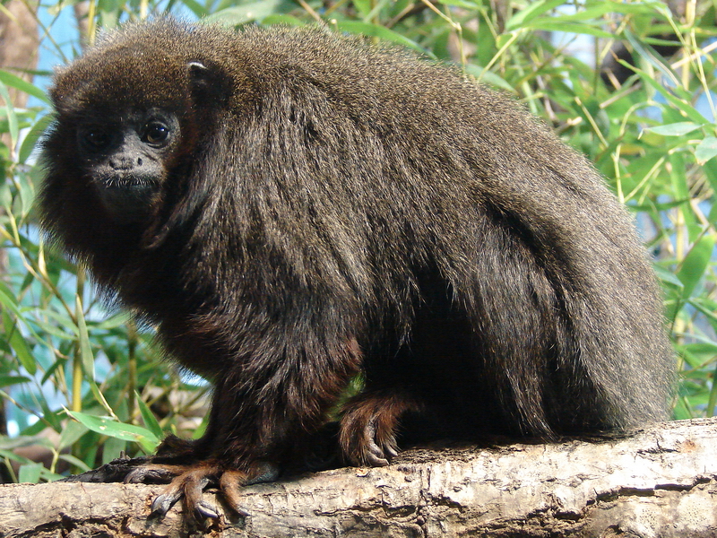 Callicebus cupreus cupreus / Red Titi
