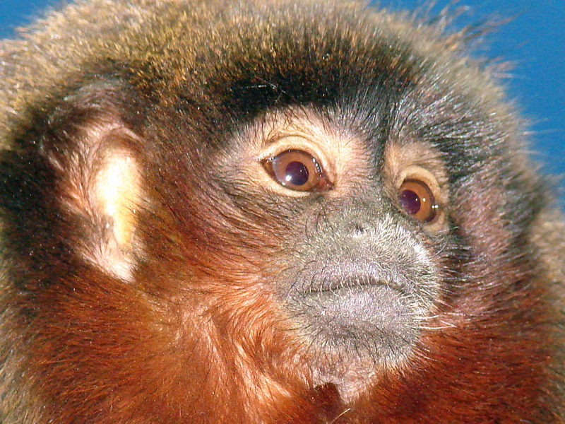 Callicebus cupreus cupreus / Red Titi