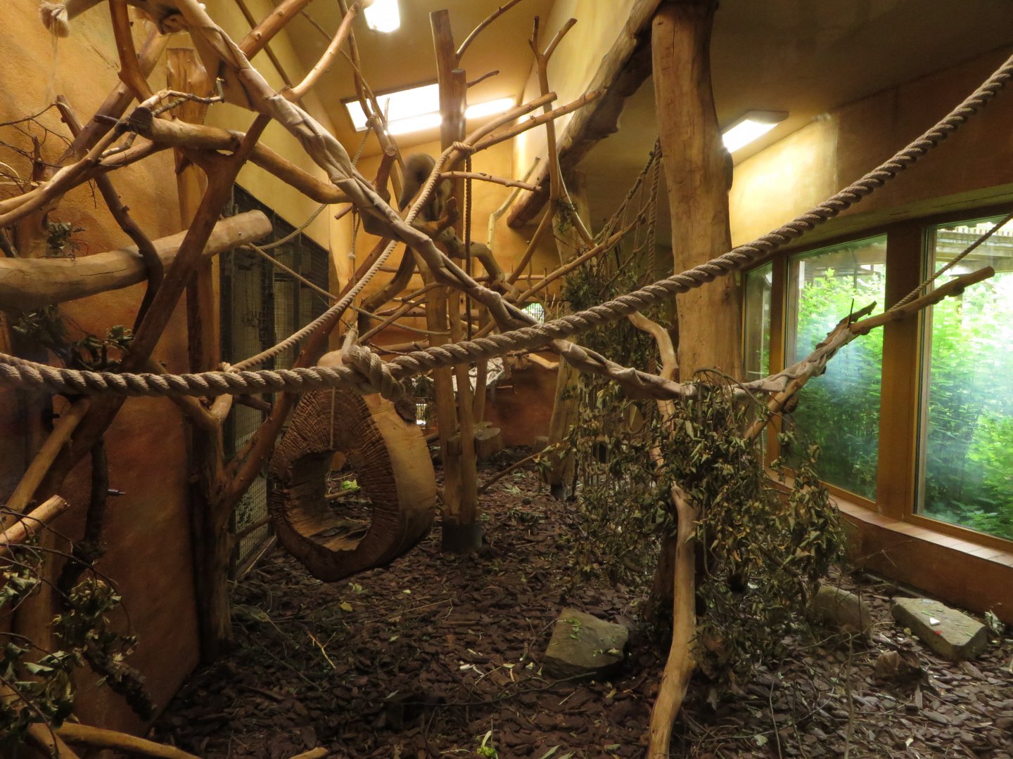 Callichthrid indoor enclosure