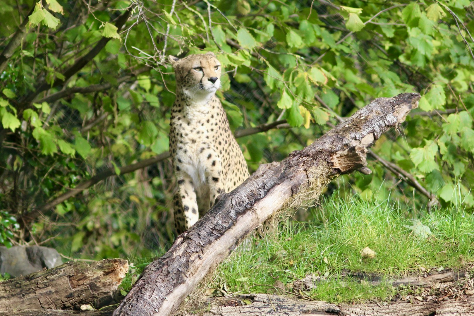 Callie, Sudan cheetah (Acinonyx jubatus soemmeringii) - 28/10/2024
