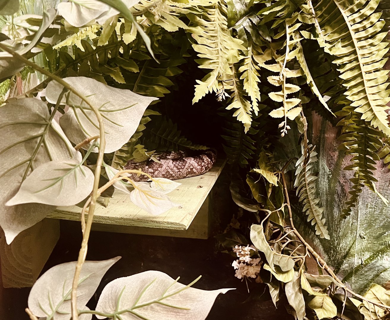 Calligastor Kingsnake