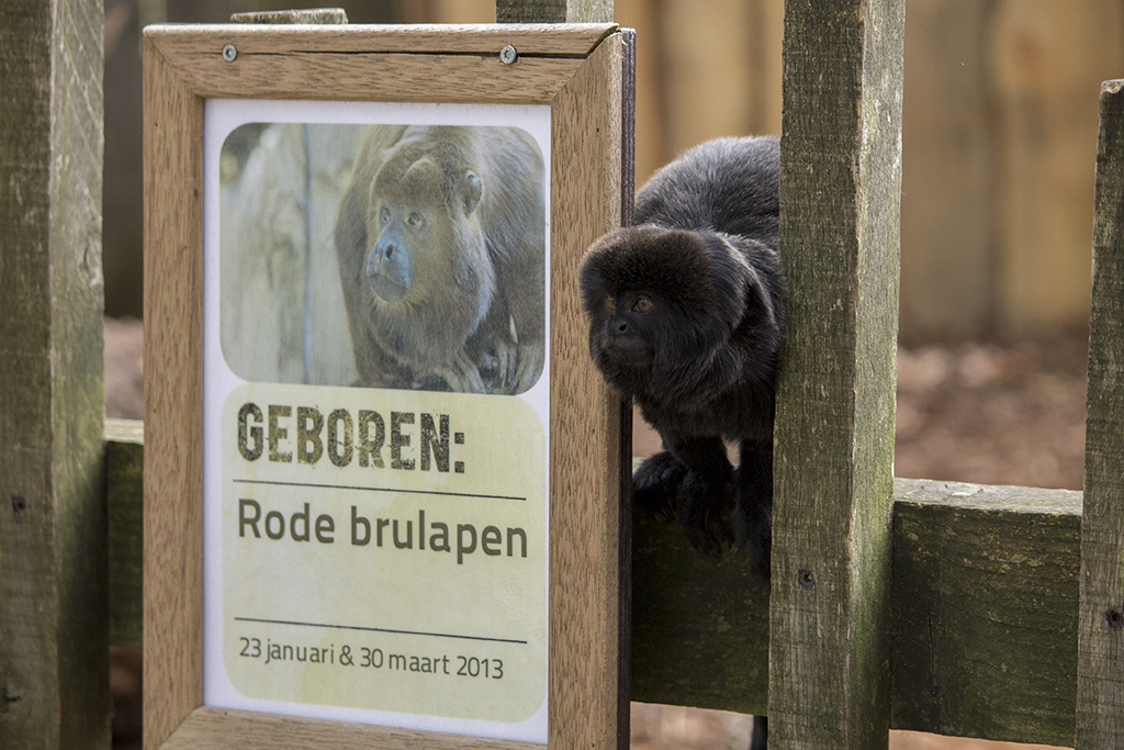 Callimico and birth sign, 4/22/14