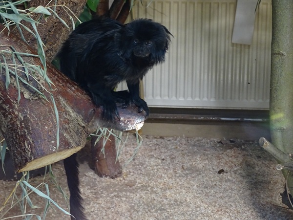 Callimico (Callimico goeldii)