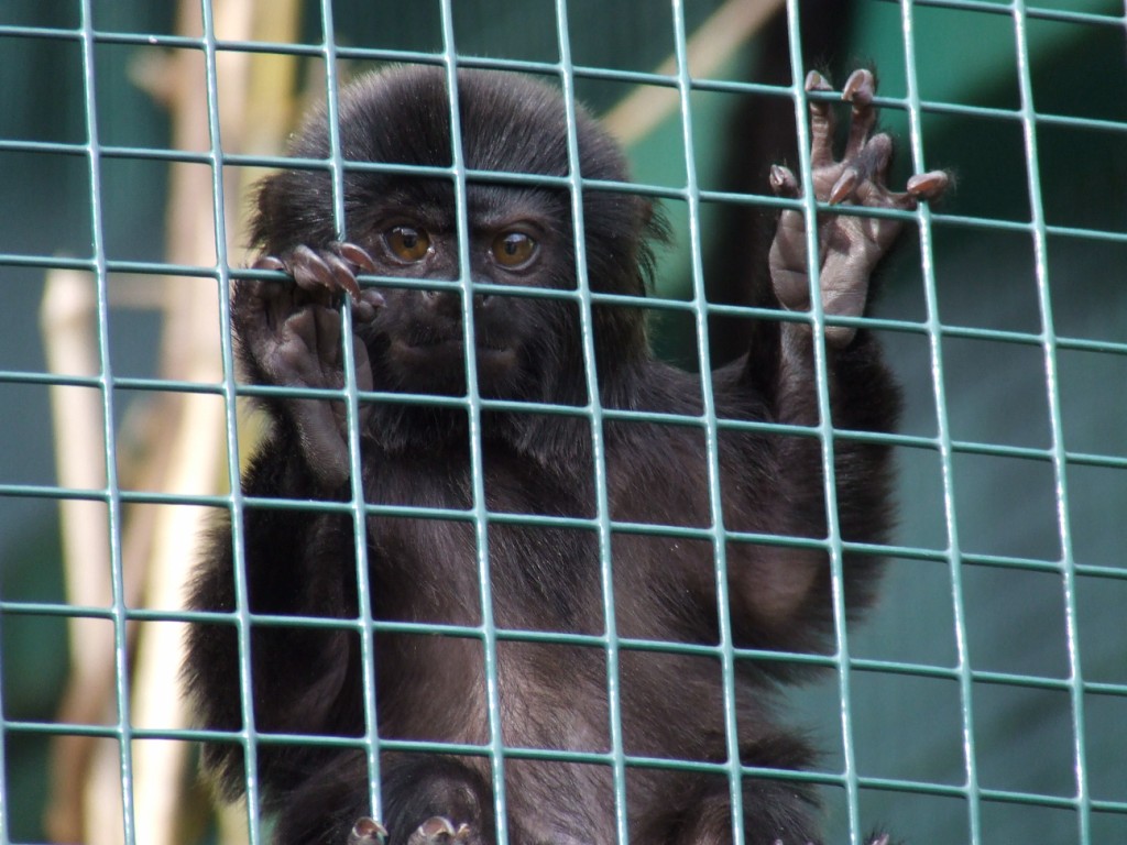 Callimico de Goeldi  (Callimico goeldii)