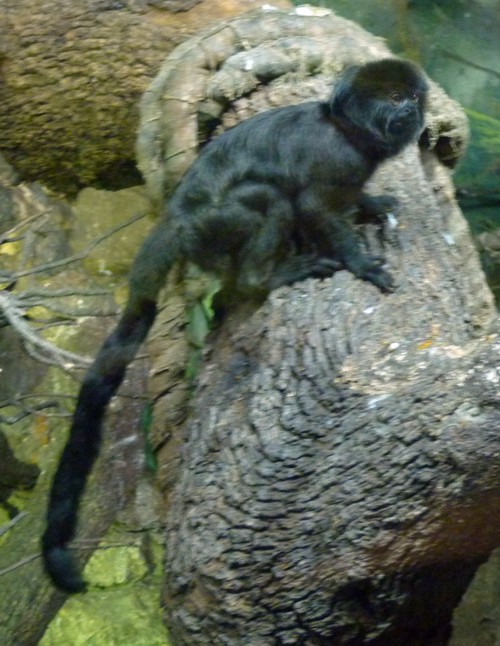 Callimico Goeldii 3 (22-7-17 Faunia)