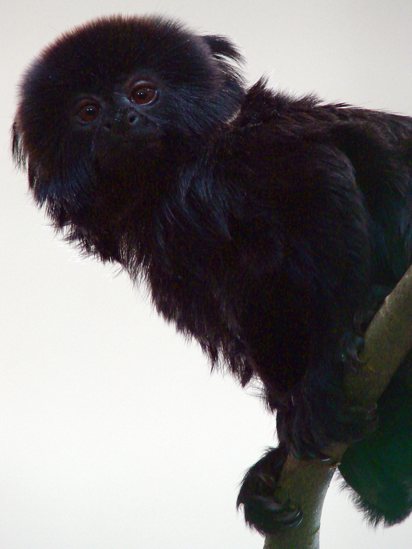 Callimico goeldii / Goeldi`s monkey (male)