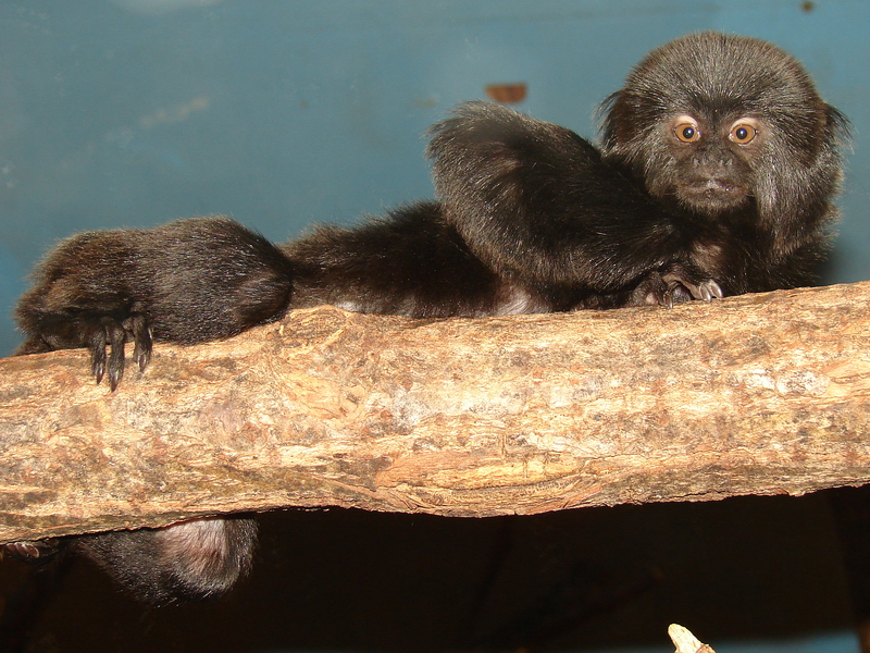 Callimico goeldii / Goeldi's monkey